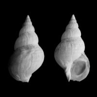 Buccinum finmarkianum 